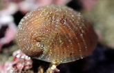 Image result for "velutina Plicatilis". Size: 165 x 106. Source: www.inaturalist.org