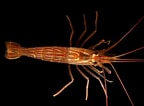 Image result for Eumalacostraca. Size: 144 x 106. Source: br.pinterest.com