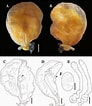 Image result for Nephropoidea. Size: 92 x 106. Source: bioone.org