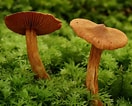 Image result for Laqueus rubellus. Size: 132 x 106. Source: ultimate-mushroom.com