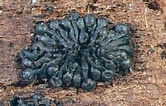 Résultat d’image pour "novactaea Pulchella". Taille: 166 x 106. Source: fungi.myspecies.info