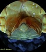 Image result for "sacculina Atlantica". Size: 94 x 106. Source: bioimagen.bioucm.es