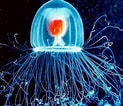 Image result for Turritopsis dohrnii Roofdieren. Size: 123 x 106. Source: alchetron.com