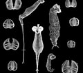 Image result for pijlwormen Anatomie. Size: 120 x 106. Source: natuurwijzer.naturalis.nl
