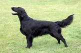 Flat Coated Retriever के लिए छवि परिणाम. आकार: 162 x 106. स्रोत: woofbarkgrowl.co.uk