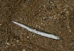 Image result for Lesser sand eel Habitat. Size: 153 x 106. Source: www.marlin.ac.uk