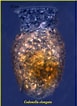 Image result for "codonella Galea". Size: 77 x 106. Source: www.marinespecies.org