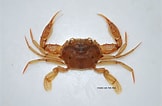 Image result for "charybdis Bimaculata". Size: 162 x 106. Source: kadai-fish-bio.themedia.jp