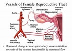 Image result for Vaginal Artery. Size: 148 x 106. Source: www.pinterest.co.uk