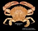 Image result for "ovalipes Punctatus". Size: 128 x 106. Source: www.marinespecies.org
