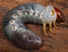 Image result for "beaked Larva". Size: 137 x 106. Source: allofnature.blogspot.com