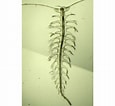 Image result for "tomopteris Septentrionalis". Size: 115 x 106. Source: planktonnet.awi.de