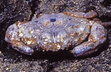 Image result for Leptodius sanguineus. Size: 163 x 106. Source: www.ryanphotographic.com
