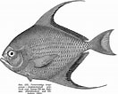 Afbeeldingsresultaten voor "taractichthys Longipinnis". Grootte: 132 x 106. Bron: fishbiosystem.ru