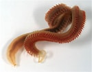 Image result for "malacoceros Fuliginosus". Size: 134 x 106. Source: www.discoverlife.org