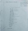 Image result for Scolopendra Anatomie. Size: 95 x 106. Source: allbachelor.com