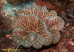 Image result for "meandrina Meandrites". Size: 149 x 106. Source: www.reeflex.net