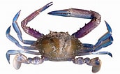 Image result for Blue Swimming Crab in Sri Lanka. Size: 172 x 106. Source: australian.museum