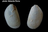 Image result for "lima Loscombi". Size: 162 x 106. Source: www.verderealta.it