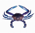 Image result for Blue Swimming Crab in Sri Lanka. Size: 114 x 106. Source: www.delmonfish.com