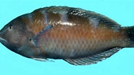Image result for Halichoeres radiatus Anatomie. Size: 189 x 106. Source: ncfishes.com