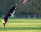 Image result for Frisbee Dog. Size: 135 x 106. Source: www.dogschool.com