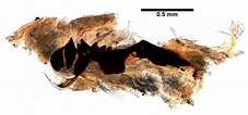 Tamaño de Resultado de imágenes de Scoletoma Magnidentata Stam.: 227 x 106. Fuente: www.marinespecies.org