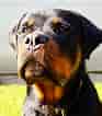 Image result for Rottweiler. Size: 93 x 106. Source: animalia-life.club