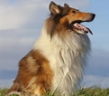 Bilderesultat for Collie. Størrelse: 121 x 106. Kilde: dogbreeds.wiki