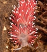 Image result for Carronella pellucida Geslacht. Size: 96 x 106. Source: www.pinterest.co.uk