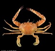 Afbeeldingsresultaten voor "charybdis Truncata". Grootte: 114 x 106. Bron: www.crustaceology.com