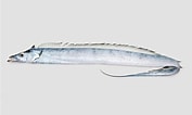 Afbeeldingsresultaten voor "trichiurus Lepturus". Grootte: 177 x 106. Bron: fishesofaustralia.net.au