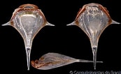 Image result for "diacria Rampali". Size: 173 x 106. Source: www.gastropods.com
