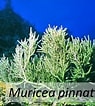 Image result for "Muricea Pinnata". Size: 95 x 106. Source: nsuworks.nova.edu