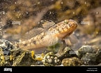 Image result for "gobius Luteus". Size: 145 x 106. Source: www.alamy.com