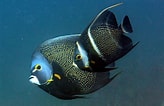 Afbeeldingsresultaten voor "pomacanthus Paru". Grootte: 164 x 106. Bron: www.fishipedia.fr