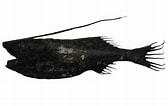 Image result for "gigantactis Vanhoeffeni". Size: 168 x 106. Source: fishesofaustralia.net.au