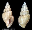 Image result for "oenopota Turricula". Size: 110 x 106. Source: www.gastropods.com