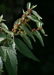 Image result for "archiconchoecia Pilosa". Size: 77 x 106. Source: www.zimbabweflora.co.zw