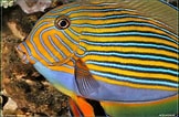 Image result for Doktersvis Acanthurus. Size: 162 x 106. Source: aquainfo.nl