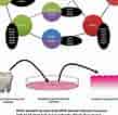 Image result for dental pulp stem cell markers. Size: 109 x 106. Source: www.researchgate.net