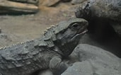 Image result for "ovalipes Punctatus". Size: 171 x 106. Source: www.zoochat.com