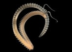 Image result for "scolelepis Foliosa". Size: 147 x 106. Source: bioobs.fr
