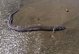 Image result for Conger myriaster eel. Size: 156 x 106. Source: www.inaturalist.org
