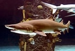 Image result for Shark Brown. Size: 155 x 106. Source: bransonswildworld.com