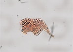 Image result for "orchomenella Gerulicorbis". Size: 148 x 106. Source: www.marinespecies.org
