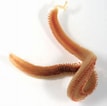 Image result for "malacoceros Fuliginosus". Size: 107 x 106. Source: www.discoverlife.org