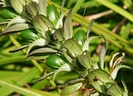 Image result for "echinomacrurus Mollis". Size: 146 x 106. Source: plants.ces.ncsu.edu