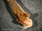 Image result for Anobothrus gracilis. Size: 144 x 106. Source: water.iopan.gda.pl