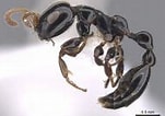Image result for "tetraplecta Pinigera". Size: 151 x 106. Source: antwiki.org